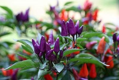 ActrovaX Ornamental : Ornamental Chilli [250 Seeds] Seed(250 per packet)