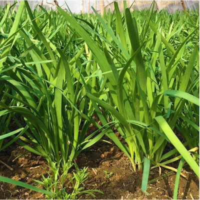 CYBEXIS Chive Leek Seeds Strong Smell Pure Natural-500 Seeds Seed(500 per packet)