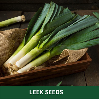WILLVINE HUA -XI LEEK/GREEN ONION SEEDS [25g] Seed(15000 per packet)