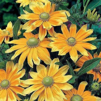 CYBEXIS PUAS-43 - Prairie Sun Gloriosa Daisy Huge Lasting Blooms - (540 Seeds) Seed(540 per packet)