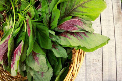 Qualtivate GBPT-3A Amaranth Red Stripe Leaf Seed(300 per packet)