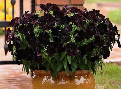 CYBEXIS Flowered Petunia Grandiflora Seeds DEBONAIR BLACK CHERRY stunning black color Seed(50 per packet)