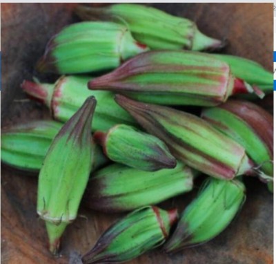 Quentova Okra Seeds - Hill Country Red-VNT-9M Seed(200 per packet)