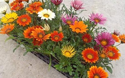 Aywal Mix Gazania Hybrid flower Seed(30 per packet)