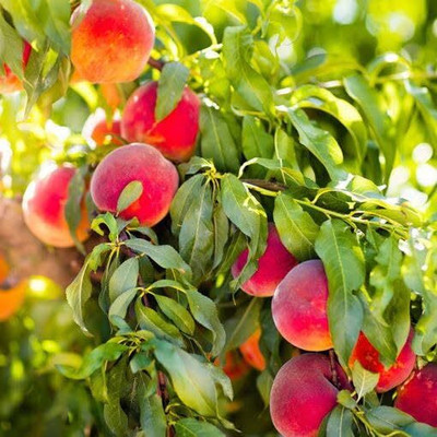 Aywal Peach Fruit Seed(7 per packet)