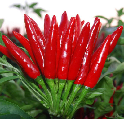 KNESSiN Korea Spicy Pepper Millet Seed(200 per packet)