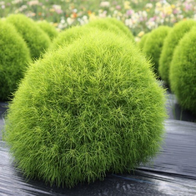 Quentova Kochia - Burning Bush Ornamental-VNT-5E Seed(100 per packet)