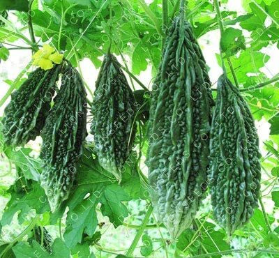 DIVINE BITTERGOURD Seed(60 per packet)