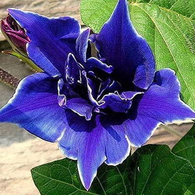 Qualtivate NDIR-146 Morning Glory Blue Picotee Seeds Seed(50 per packet)