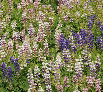 AXAQI Lupin Mixed Color F1 Hybrid Flower Seed(40 per packet)
