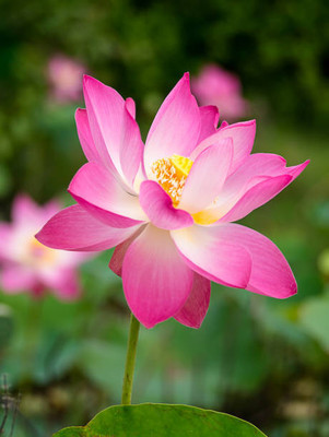 Vietrian lotus,kamal gatta Seed(11 per packet)