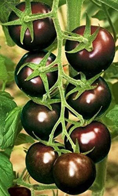 Biosnyg Hybrid Black Cherry Tomato Summer Vegetable Seeds - (4000 Seeds) Seed(4000 per packet)