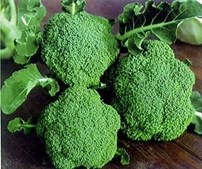 CYBEXIS KTS-I F1 Hybrid Broccoli500 Seeds Seed(500 per packet)