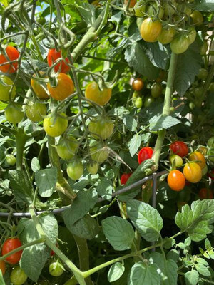 BASF tomato Seed(120 per packet)
