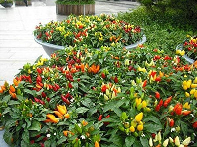 Qualtivate GBPT-1A Bolivian Rainbow Pepper Chilli Seed(300 per packet)