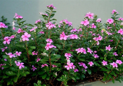 Platis Vinca rosea flower Seed(100 per packet)