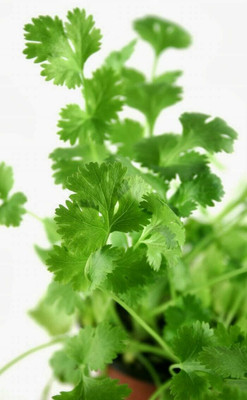 ZIXA Coriander Seed(1500 per packet)