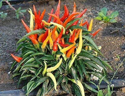 Qualtivate PUAS-4A Ornamental Pepper Seed(300 per packet)