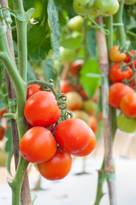 arasutraders tomato Seed(85 per packet)