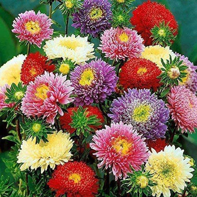 CYBEXIS Aster Princess Mix Seed(1 g)