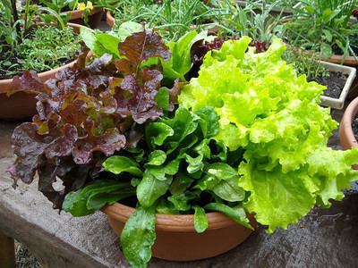 the green dotcom Lettuce Leaves Seed(105 per packet)