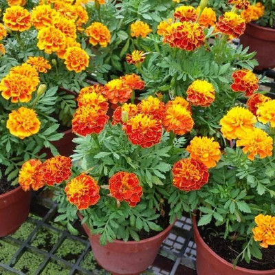 MAA French Marigold Seed(104 per packet)