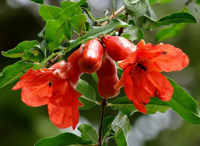 KANAYA Anar Fruit Seed(60 per packet)