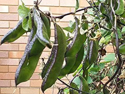 MAA Dolichos, Dolichos Beans Seed(37 per packet)