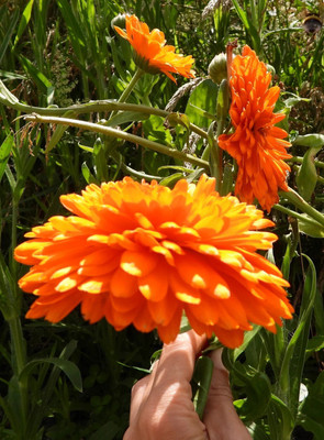 Quentova Organic Calendula-HQ Seed(40 per packet)