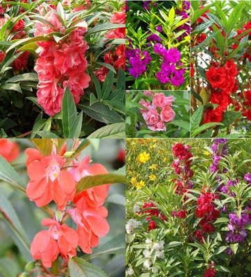 ibains Hybrid balsam double mixed flower seeds beez 70 Seed(70 per packet)