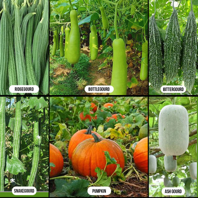 67 stores Ridgegourd, Bottlegourd, Bittergourd, Snakegourd, Pumpkin, Ash Gourd Seed(6 per packet)