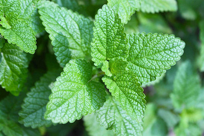 CYBEXIS GBPUT-10 - Lemon Balm Herb - (250 Seeds) Seed(250 per packet)