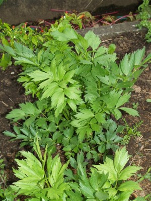 VibeX ATS-84 - Lovage (Levisticum officinale) - (750 Seeds) Seed(750 per packet)