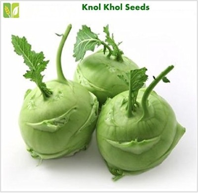 KNESSiN Seeds Knol Khol[400 Seeds] Seed(400 per packet)