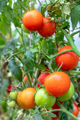 AFARTIOBINA 70 PCS TOMATO SEEDS-A02 Seed(70 per packet)
