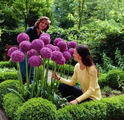 Biosnyg High Germination Giant Allium giganteum Seeds for Home Gardening-(750 Seeds) Seed(750 per packet)