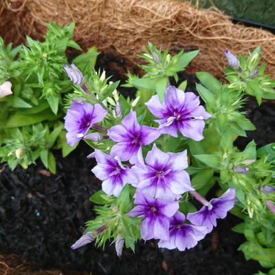 XOLDA Exotic phlox Seed(15 per packet)