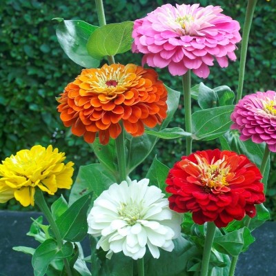 SILTON Zinnia Dahlia mix Seed(40 per packet)