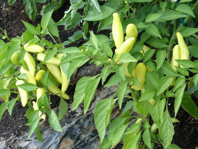 KANAYA Chilli F1 (moti mirch) Seed(110 per packet)