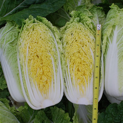 WILLVINE ROX -VIII Chinese Cabbage Seeds - Mini Napa [1g] Seed(300 per packet)