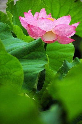 SAVRANA SHAKTI lotus,kamal gatta Seed(10 per packet)