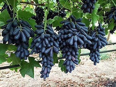 Lorvox Hybrid Black Angoor Angur Grapes Outdoor Garden Seed(20 per packet)