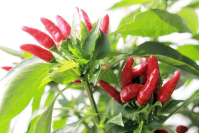 Qualtivate XXX-8A Heirloom Tabasco Hot Peppers Chilli Seed(300 per packet)