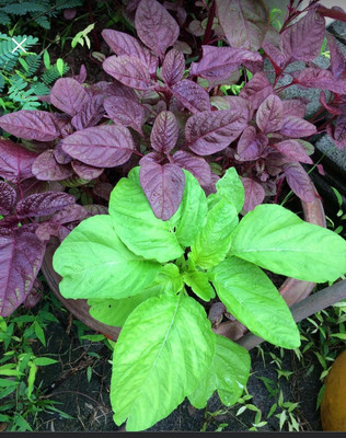 Quentova Red Amaranth Asian spinach-XIL-6L Seed(200 per packet)