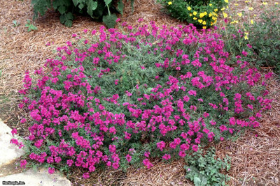 XOLDA Exotic verbena Seed(15 per packet)