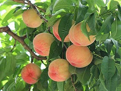 ACCELCROP Peach Dry Seed(1 per packet)