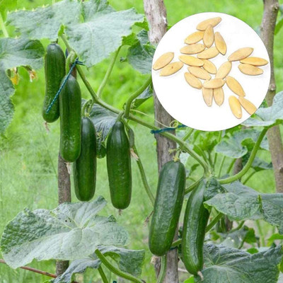 CYBEXIS Heirloom Cucumber Seeds500 Seeds Seed(500 per packet)