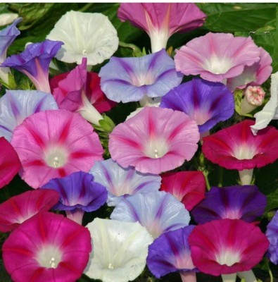 Quentova Ipomoea purpurea-HUA-7Y Seed(100 per packet)