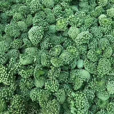 CYBEXIS Heirloom Kale Seeds2000 Seeds Seed(2000 per packet)