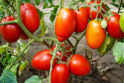 ANDOR tomato Seed(145 per packet)